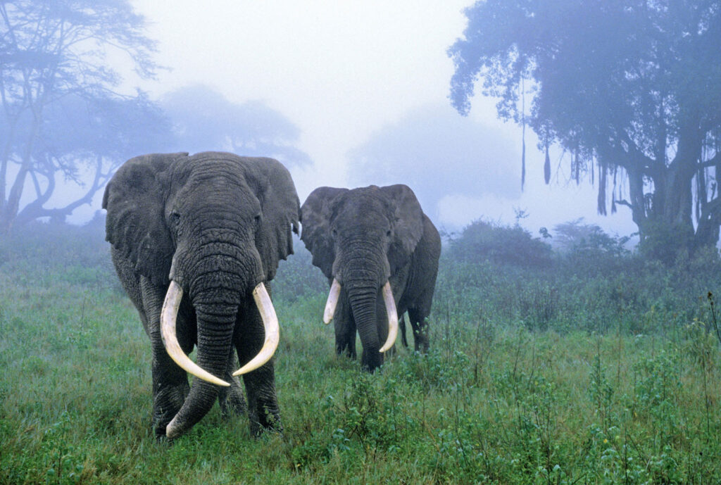 Ngorongoro Conservation Area, Tanzania --- African elephants walk through mist in the Ngorongoro Conservation Area, Tanzania. --- Image by © Frans Lanting/Corbis