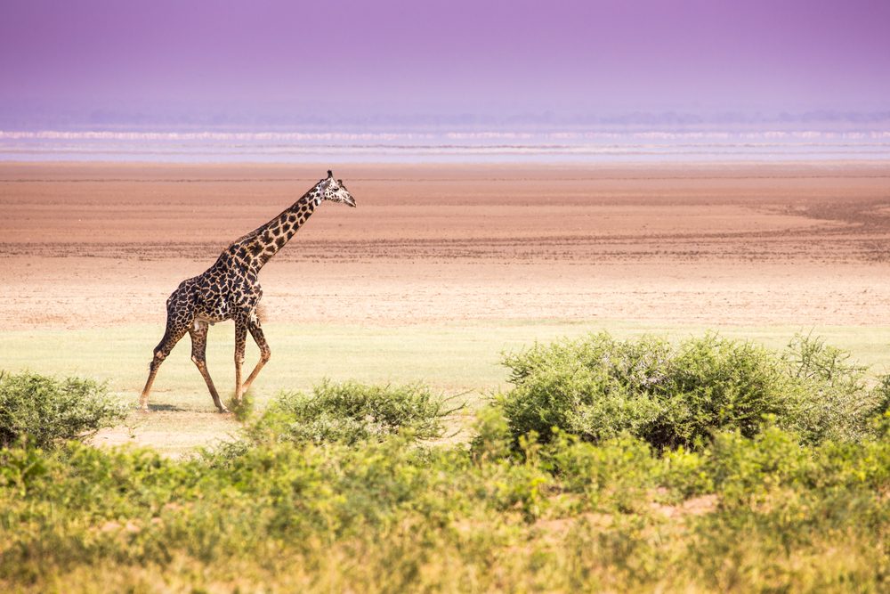 Giraffe in Lake Manyara National Park