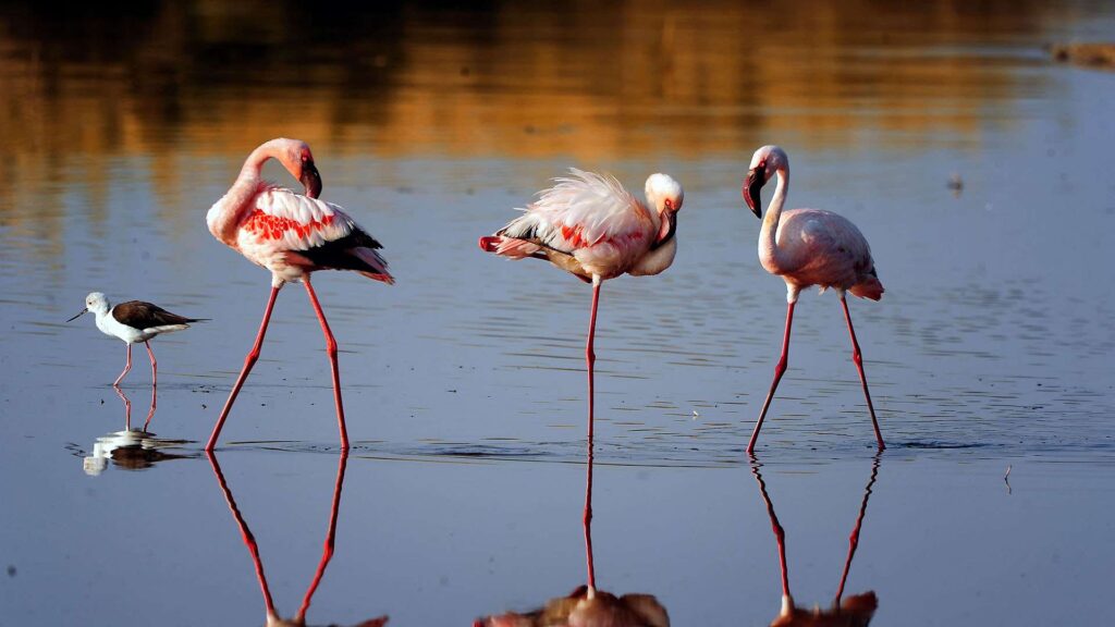 Lake Manyara National Park Flamingos