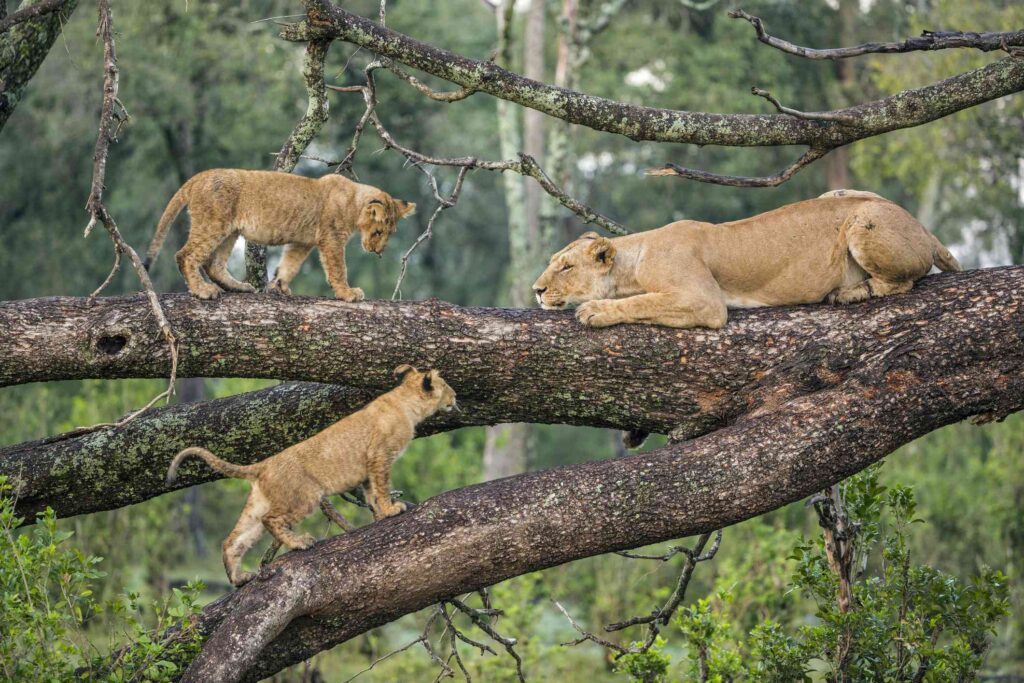 Lake Manyara National Park Lions