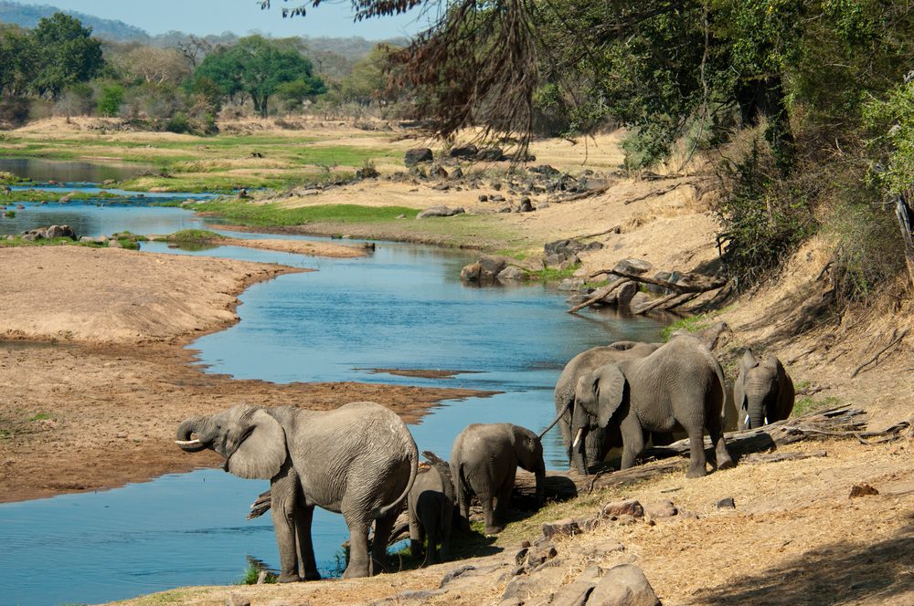 Ruaha National Park Elephants