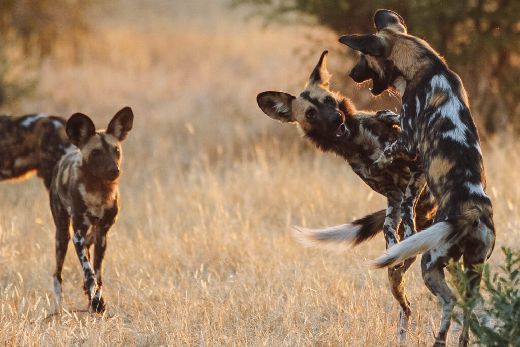 Ruaha National Park Wild Dogs