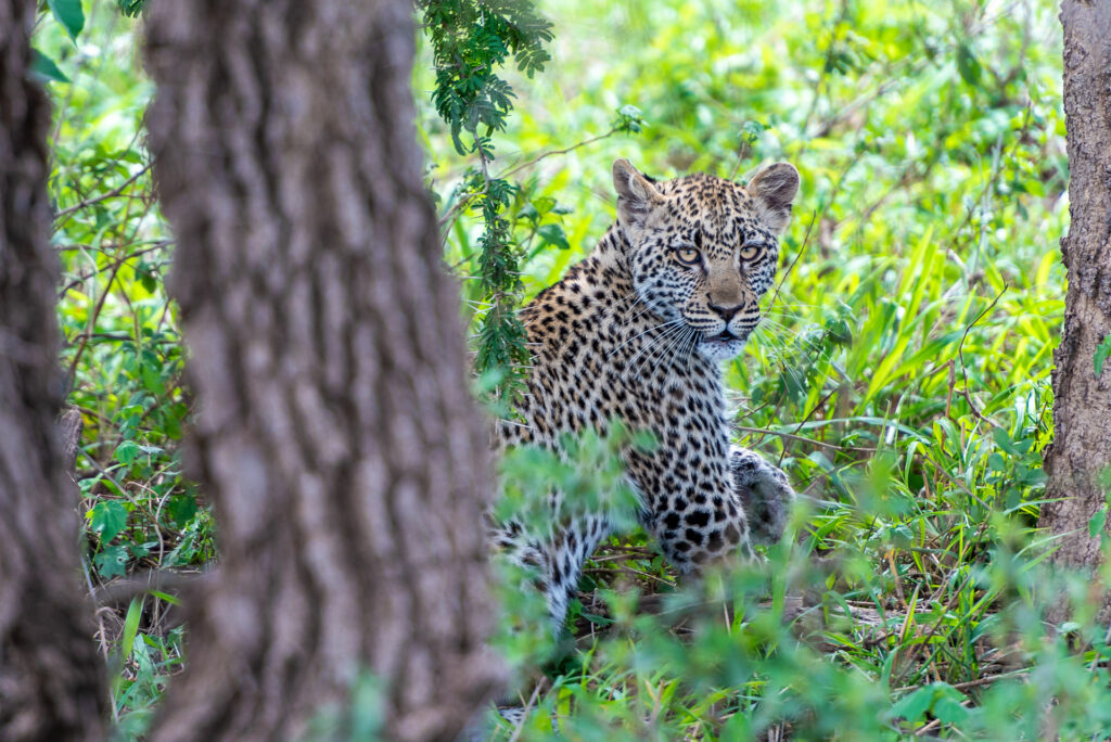 Serengeti Leopard Sighting on a Game Drive