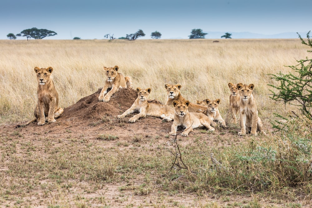 Serengeti Lions