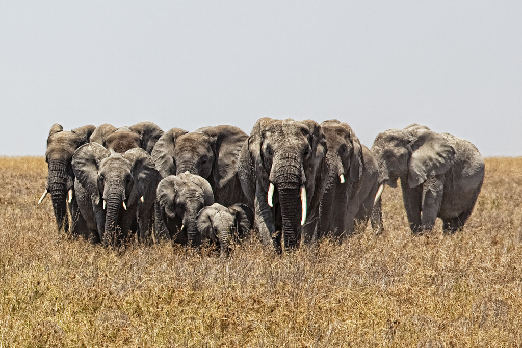 Serengeti National Park Lions