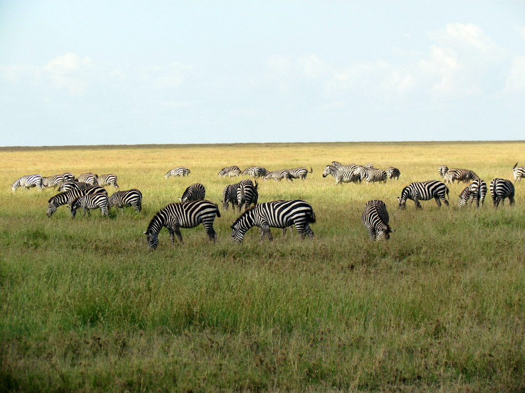 Serengeti Zebra