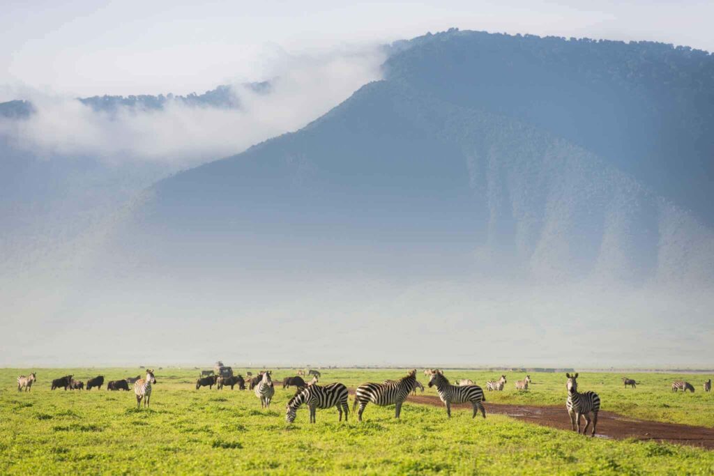 When is the Best Time for Safari, Wildlife viewing guide