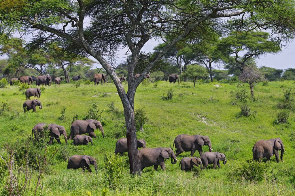 tarangire National Park Elephants